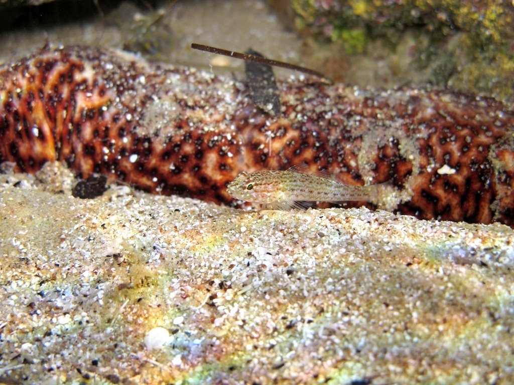 Giovanile di Gobius fallax